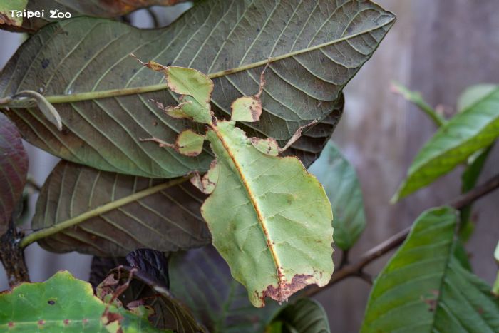 竹節蟲主題導覽開跑！走進臺北動物園昆蟲館，發現會「隱身」的森林小高手